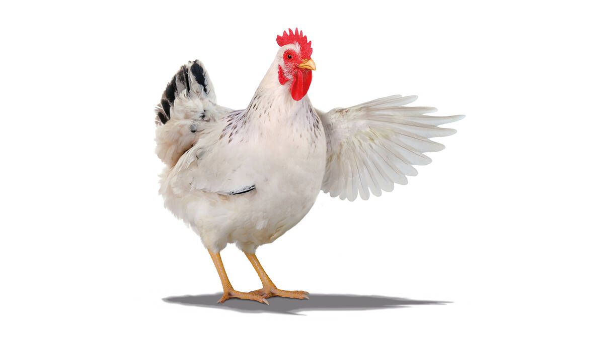Zeigehuhn Zeigehuhn