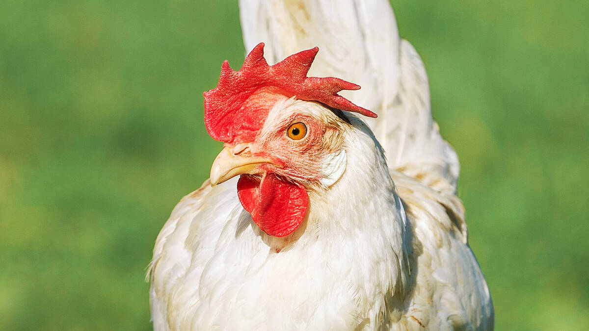 Huhn Huhn